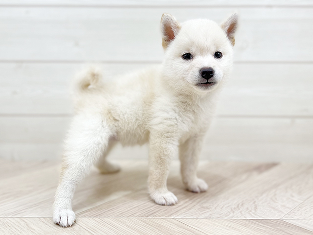 千葉県の豆柴 (ペッツファーストららぽーとTOKYO-BAY店/2025年4月28日生まれ/女の子/白)の子犬の2枚目の画像