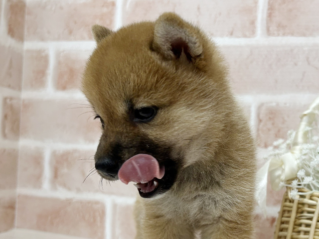 大阪府の豆柴 (ペッツファースト茨木店/2025年4月28日生まれ/女の子/赤)の子犬の3枚目の画像