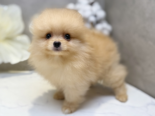 埼玉県のポメラニアン (ペッツファースト川口店/2025年4月28日生まれ/男の子/クリーム)の子犬の2枚目の画像