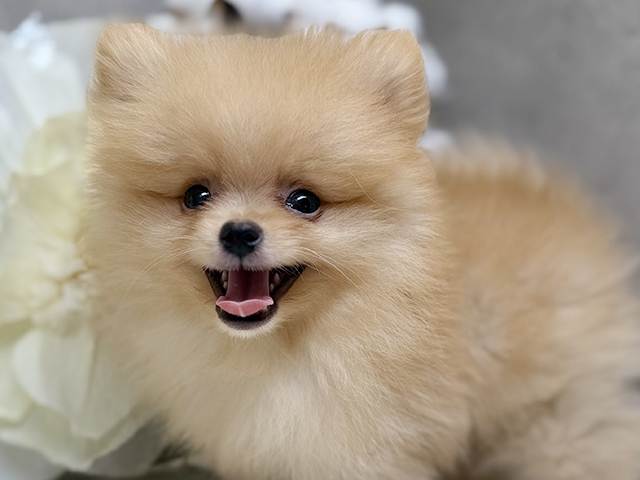 埼玉県のポメラニアン (ペッツファースト川口店/2025年4月28日生まれ/男の子/クリーム)の子犬の3枚目の画像