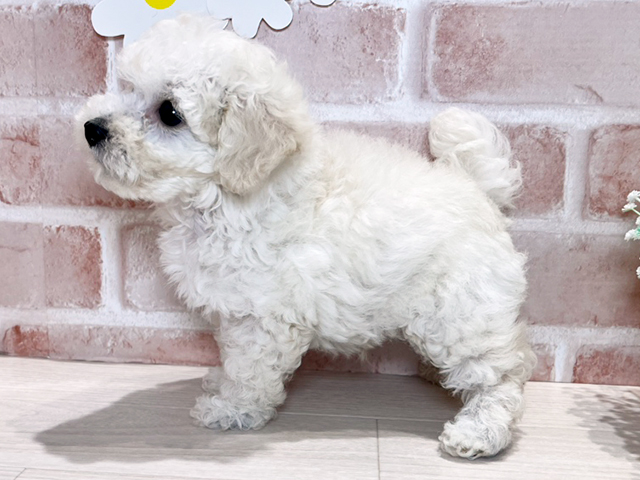 岡山県のタイニープードル (ペッツファースト倉敷店/2025年4月28日生まれ/男の子/ホワイト)の子犬の2枚目の画像
