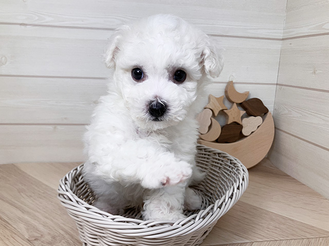 鳥取県のビションフリーゼ (ペッツファースト日吉津店/2025年4月26日生まれ/男の子/ホワイト)の子犬の3枚目の画像