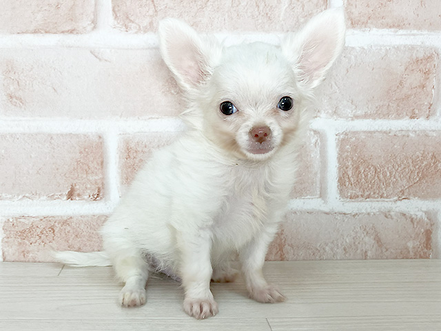 大阪府のチワワ(ロング) (ペッツファースト東大阪店/2025年4月15日生まれ/男の子/クリーム)の子犬の1枚目の画像