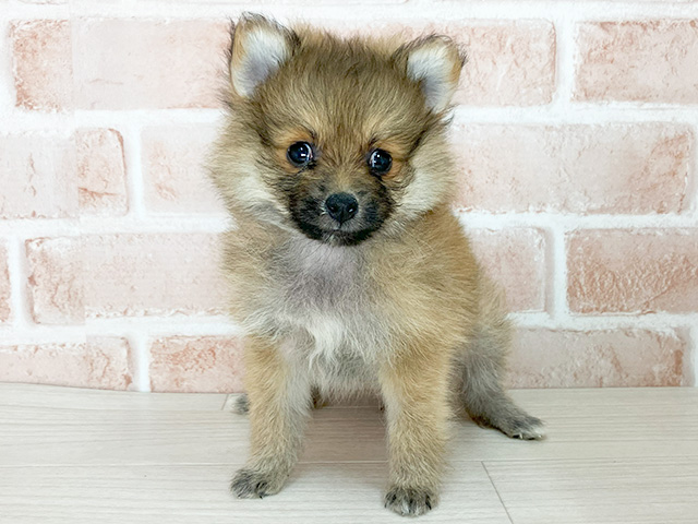 大阪府のポメラニアン (ペッツファースト東大阪店/2025年4月22日生まれ/男の子/オレンジ)の子犬の1枚目の画像
