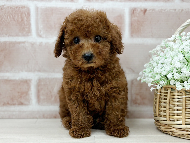 京都府のタイニープードル (ペッツファースト京都店/2025年4月29日生まれ/男の子/レッド)の子犬の1枚目の画像