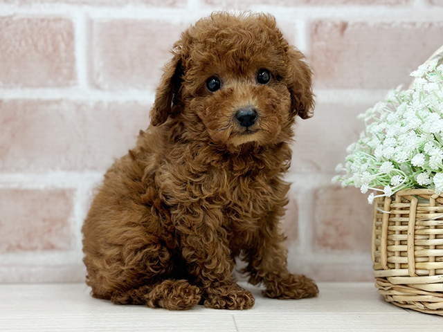 京都府のタイニープードル (ペッツファースト京都店/2025年4月29日生まれ/男の子/レッド)の子犬の2枚目の画像