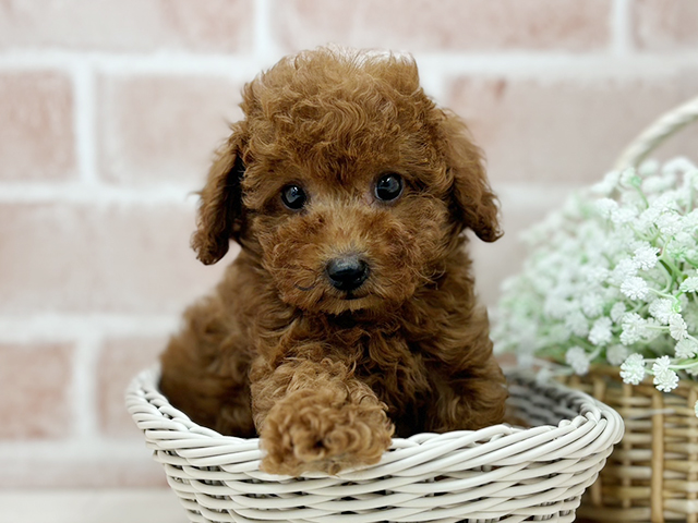 京都府のタイニープードル (ペッツファースト京都店/2025年4月29日生まれ/男の子/レッド)の子犬の3枚目の画像