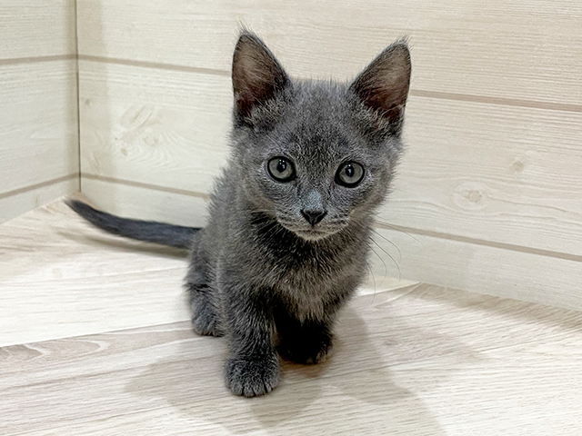 福岡県のスクーカム(スクークム) (ペッツファーストfor cats福岡天神店/2025年4月27日生まれ/男の子/ブルー)の子猫の1枚目の画像