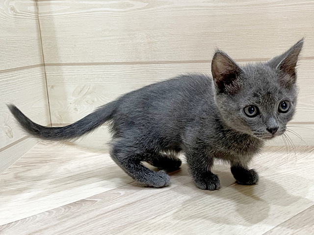 福岡県のスクーカム(スクークム) (ペッツファーストfor cats福岡天神店/2025年4月27日生まれ/男の子/ブルー)の子猫の2枚目の画像