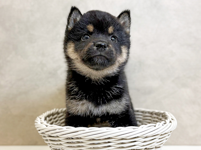 埼玉県の豆柴 (ペッツファーストPETEMOレイクタウンmori店/2025年4月28日生まれ/女の子/黒)の子犬の3枚目の画像