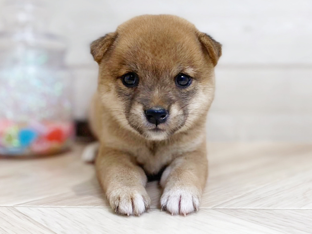 埼玉県の豆柴 (ペッツファーストレイクタウン店/2025年4月29日生まれ/女の子/赤)の子犬の1枚目の画像