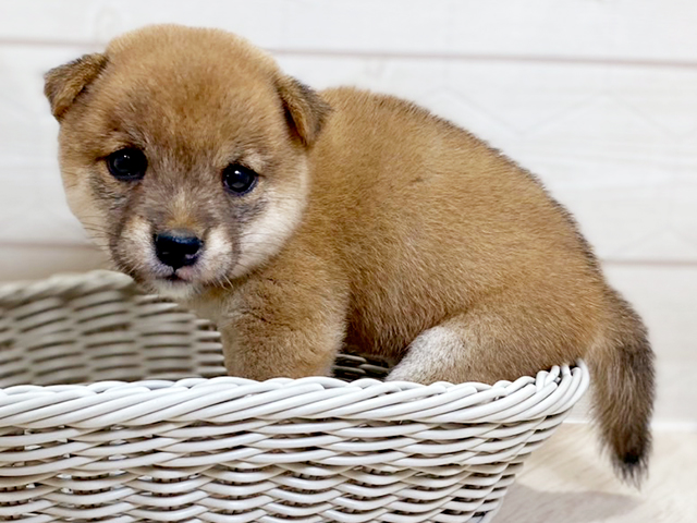 埼玉県の豆柴 (ペッツファーストレイクタウン店/2025年4月29日生まれ/女の子/赤)の子犬の3枚目の画像