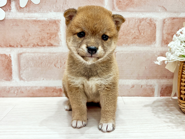 福岡県の豆柴 (ペッツファースト筑紫野店/2025年4月29日生まれ/女の子/赤)の子犬の1枚目の画像