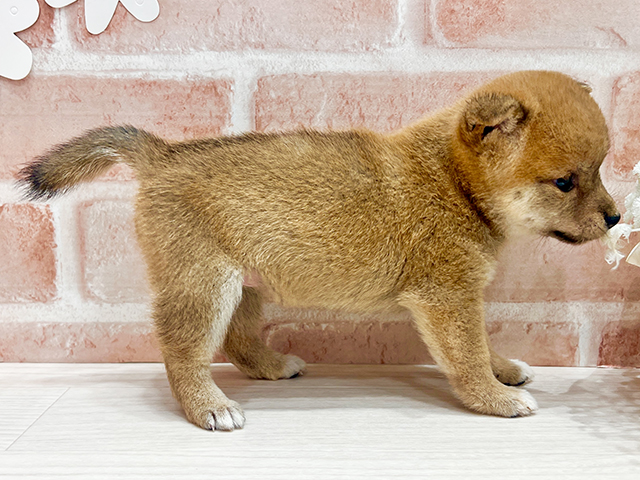 福岡県の豆柴 (ペッツファースト筑紫野店/2025年4月29日生まれ/女の子/赤)の子犬の2枚目の画像
