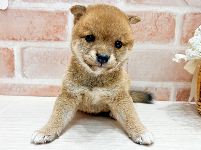 福岡県の豆柴 (ペッツファースト筑紫野店/2025年4月29日生まれ/女の子/赤)の子犬の3枚目の画像