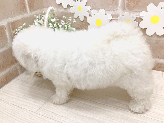 鹿児島県のビションプー(ビションフリーゼ×プードル) (ペッツファースト鹿児島店/2025年4月28日生まれ/女の子/ホワイト)の子犬の2枚目の画像