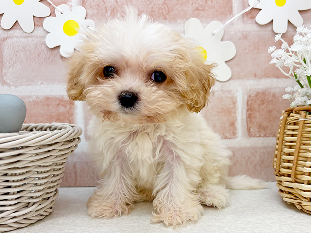 東京都のハーフ犬・ミックス犬 (ペッツファーストお台場店/2025年4月29日生まれ/男の子/ブレンハイム)の子犬の1枚目の画像