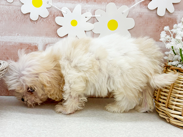 東京都のハーフ犬・ミックス犬 (ペッツファーストお台場店/2025年4月29日生まれ/男の子/ブレンハイム)の子犬の2枚目の画像