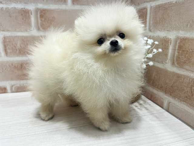 福岡県のポメラニアン (ペッツファースト筑紫野店/2025年4月29日生まれ/男の子/クリーム)の子犬の2枚目の画像
