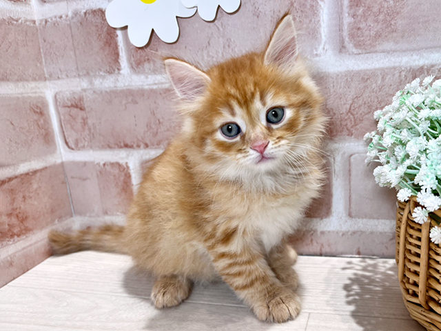 岡山県のサイベリアン (ペッツファースト倉敷店/2025年4月30日生まれ/男の子/レッドタビー)の子猫