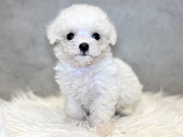 東京都のビションフリーゼ (ペッツファースト青山店/2025年4月30日生まれ/男の子/ホワイト)の子犬