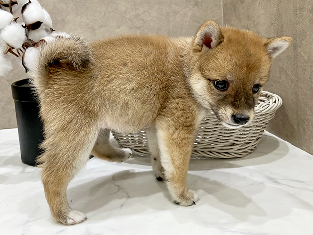 東京都の豆柴 (ペッツファースト晴海店/2025年4月30日生まれ/女の子/赤)の子犬の2枚目の画像