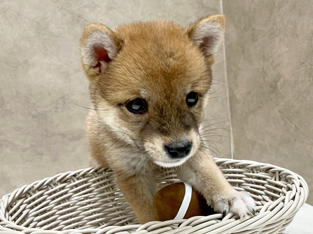 東京都の豆柴 (ペッツファースト晴海店/2025年4月30日生まれ/女の子/赤)の子犬の3枚目の画像