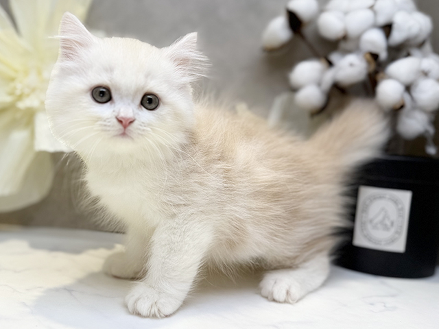 埼玉県のサイベリアン (ペッツファースト川口店/2025年4月25日生まれ/男の子/カメオタビー)の子猫の2枚目の画像