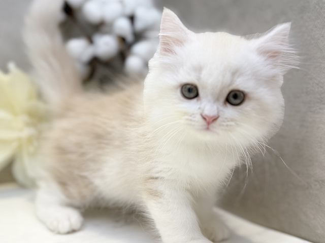 埼玉県のサイベリアン (ペッツファースト川口店/2025年4月25日生まれ/男の子/カメオタビー)の子猫の3枚目の画像