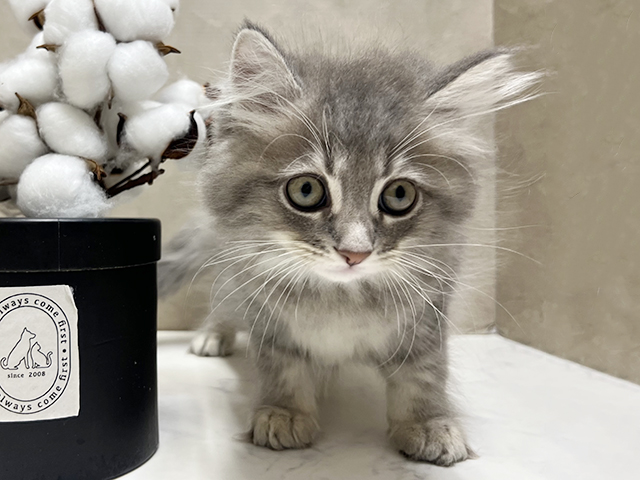 大阪府のサイベリアン (ペッツファースト茶屋町店/2025年4月26日生まれ/男の子/ブルータビー)の子猫の1枚目の画像