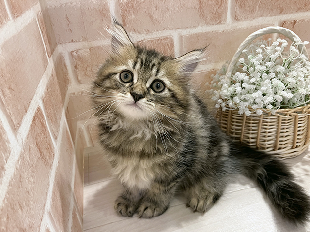 東京都のサイベリアン (ペッツファースト町田店/2025年4月27日生まれ/男の子/ブラウンタビー)の子猫の1枚目の画像