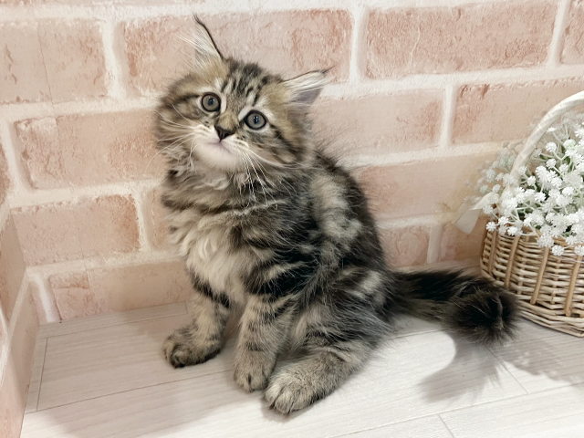 東京都のサイベリアン (ペッツファースト町田店/2025年4月27日生まれ/男の子/ブラウンタビー)の子猫の2枚目の画像