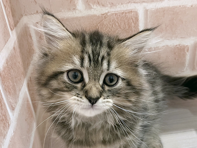 東京都のサイベリアン (ペッツファースト町田店/2025年4月27日生まれ/男の子/ブラウンタビー)の子猫の3枚目の画像
