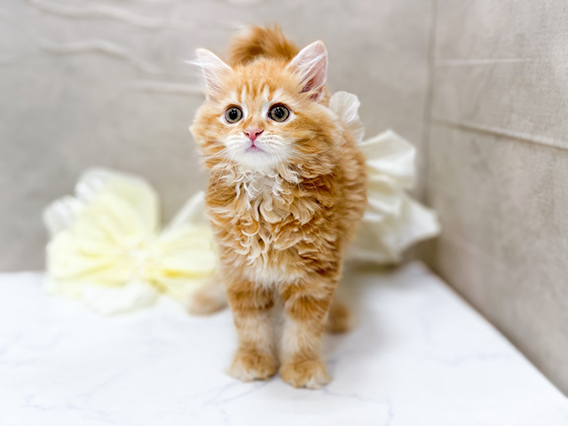 東京都のサイベリアン (ペッツファースト恵比寿店/2025年5月1日生まれ/男の子/レッドタビー)の子猫の1枚目の画像