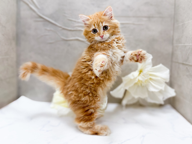 東京都のサイベリアン (ペッツファースト恵比寿店/2025年5月1日生まれ/男の子/レッドタビー)の子猫の3枚目の画像