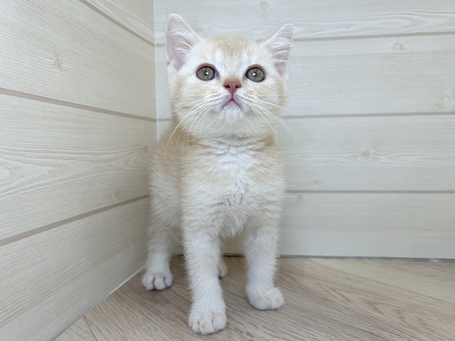 ブリティッシュ