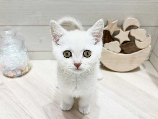 ブリティッシュ