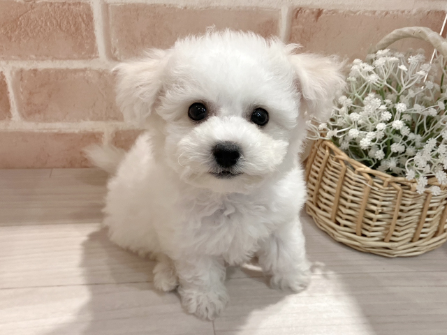 東京都のビションフリーゼ (ペッツファースト町田店/2025年4月26日生まれ/男の子/ホワイト)の子犬