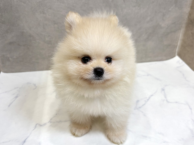 愛知県のポメラニアン (ペッツファースト名古屋栄店/2025年5月1日生まれ/男の子/クリーム)の子犬の1枚目の画像