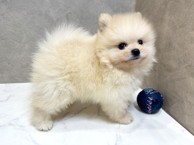 愛知県のポメラニアン (ペッツファースト名古屋栄店/2025年5月1日生まれ/男の子/クリーム)の子犬の2枚目の画像