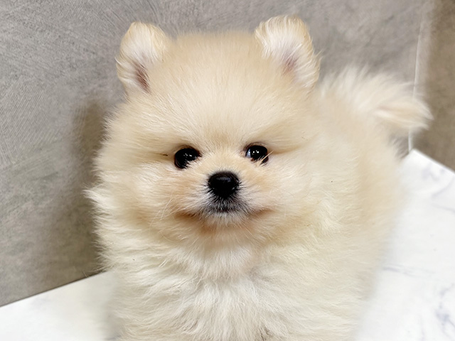 愛知県のポメラニアン (ペッツファースト名古屋栄店/2025年5月1日生まれ/男の子/クリーム)の子犬の3枚目の画像