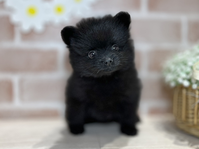 岡山県のポメラニアン (ペッツファースト倉敷店/2025年4月28日生まれ/男の子/ブラック)の子犬の1枚目の画像