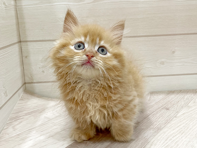 福岡県のマンチカン (ペッツファーストfor cats福岡天神店/2025年5月1日生まれ/男の子/レッドタビー)の子猫の1枚目の画像