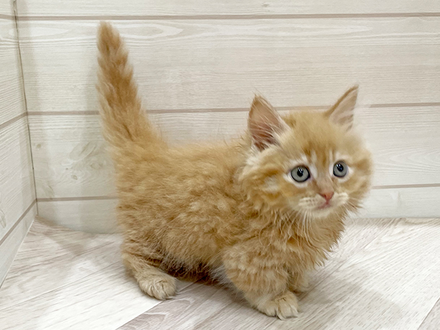 福岡県のマンチカン (ペッツファーストfor cats福岡天神店/2025年5月1日生まれ/男の子/レッドタビー)の子猫の2枚目の画像