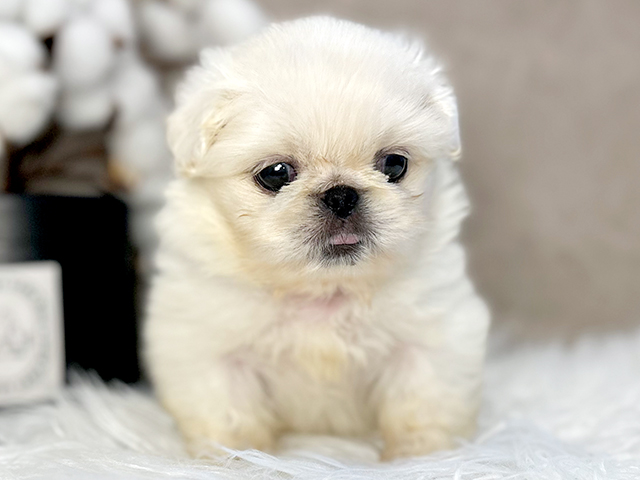 東京都のペキニーズ (ペッツファースト青山店/2025年5月4日生まれ/男の子/クリーム)の子犬の1枚目の画像
