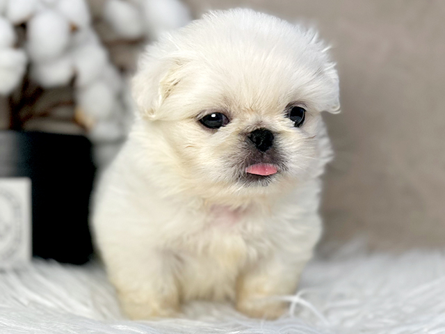 東京都のペキニーズ (ペッツファースト青山店/2025年5月4日生まれ/男の子/クリーム)の子犬の3枚目の画像