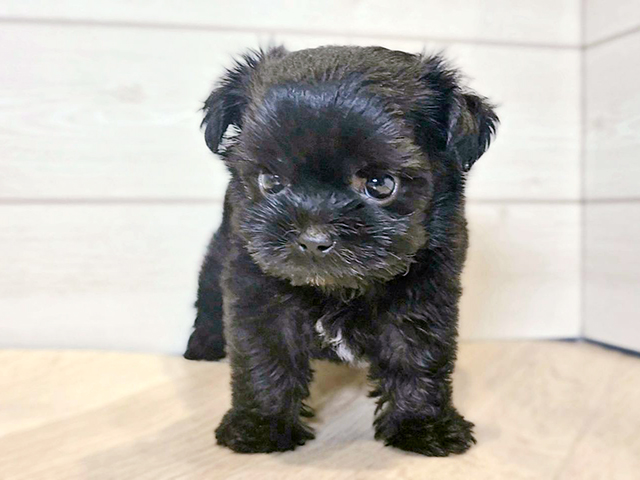 神奈川県のハーフ犬・ミックス犬 (ペッツファースト川崎店/2025年5月4日生まれ/男の子/ブラック)の子犬の1枚目の画像