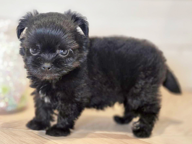 神奈川県のハーフ犬・ミックス犬 (ペッツファースト川崎店/2025年5月4日生まれ/男の子/ブラック)の子犬の2枚目の画像