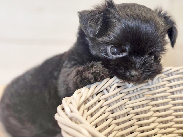 神奈川県のハーフ犬・ミックス犬 (ペッツファースト川崎店/2025年5月4日生まれ/男の子/ブラック)の子犬の3枚目の画像