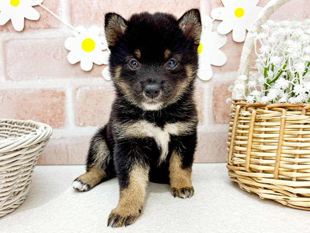 東京都の豆柴 (ペッツファーストお台場店/2025年5月5日生まれ/女の子/黒)の子犬